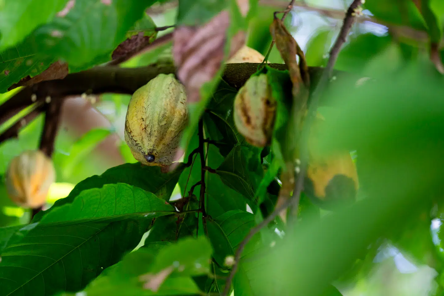 Ny kontroversiel teknologi kan sænke temperaturer til afgrøder af vin, kaffe og kakao. Ida Marie Odgaard, Scanpix.