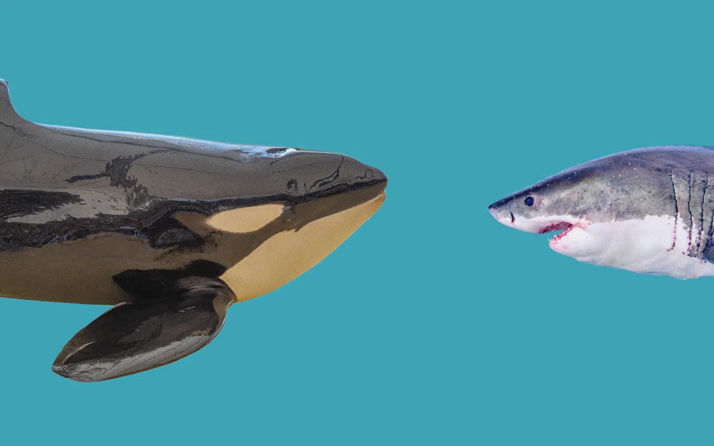 Selv den mægtige hvidhaj kan ikke være i fred for glubske spækhuggere. Collage: Andreas Peretti, Fotos: Colourbox.