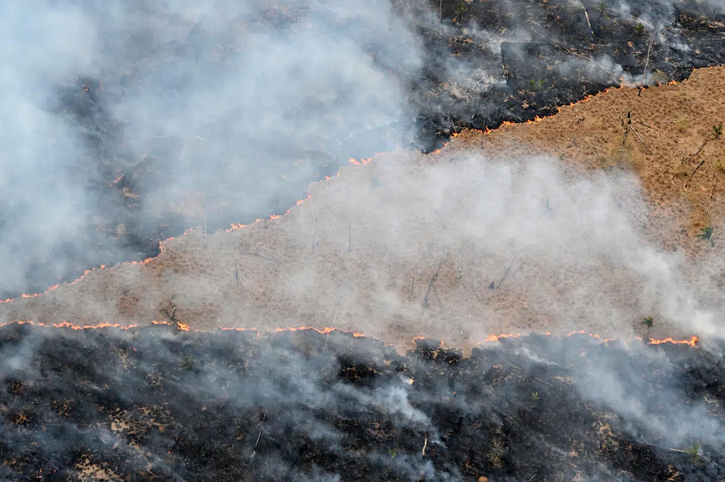 Opførsel og beskyttelse af skov kan være et klimatiltag, som danske kroner kan stille garanti for. (Arkivfoto).