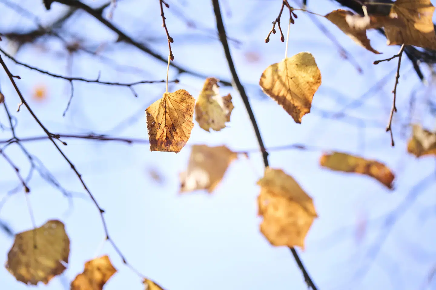 Vejret holder sig tørt det meste af weekenden. Det bliver dog skyet det meste af tiden med undtagelse af på Bornholm, der får solskinsvejr både fredag og lørdag. (Arkivfoto).