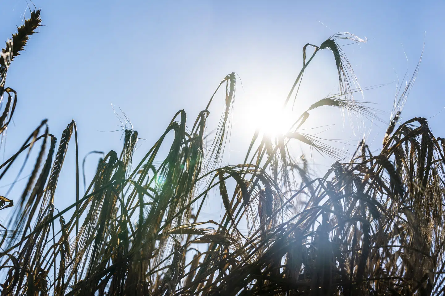 Når kornet spirer før høst, kan det betyde ringere kvalitet og øget modtagelighed over for sygdomme. Nu mener Carlsberg Laboratorium at have udviklet værktøjer, der kan bekæmpe problemet. (Arkivfoto).
