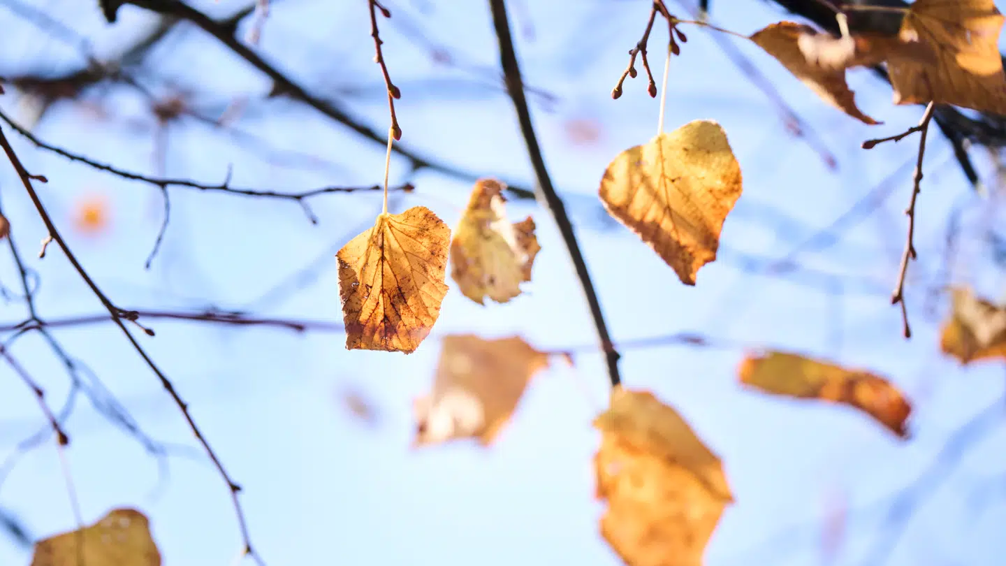 Danskerne kan nyde et mildt efterårsvejr igen mandag.