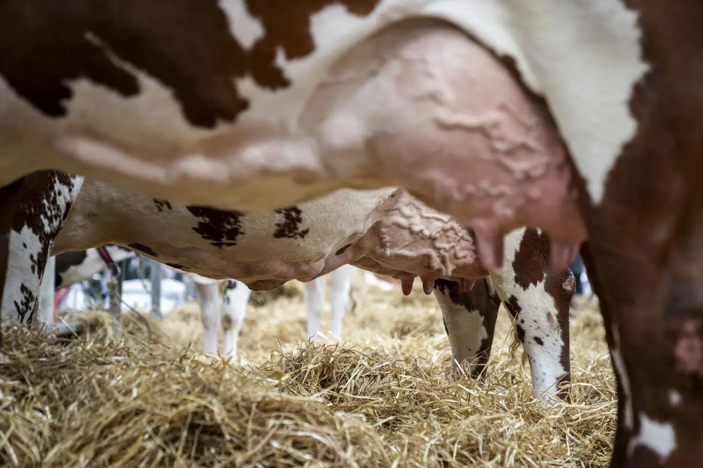 Det blev lovpligtigt i 2025 for danske konventionelle landmænd at reducere udledning af metan fra malkekøer, ligesom dem der her ses Roskilde Dyrskue i maj. (Arkivfoto).