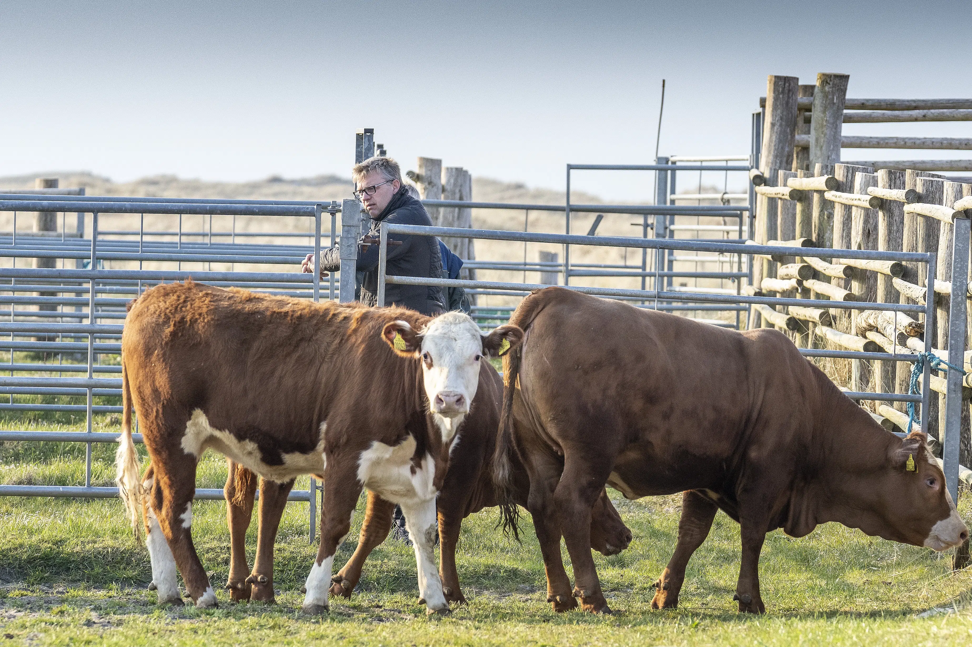 FAKTA: Foderstoffet Bovaer skal gøre køernes prutter klimavenlige