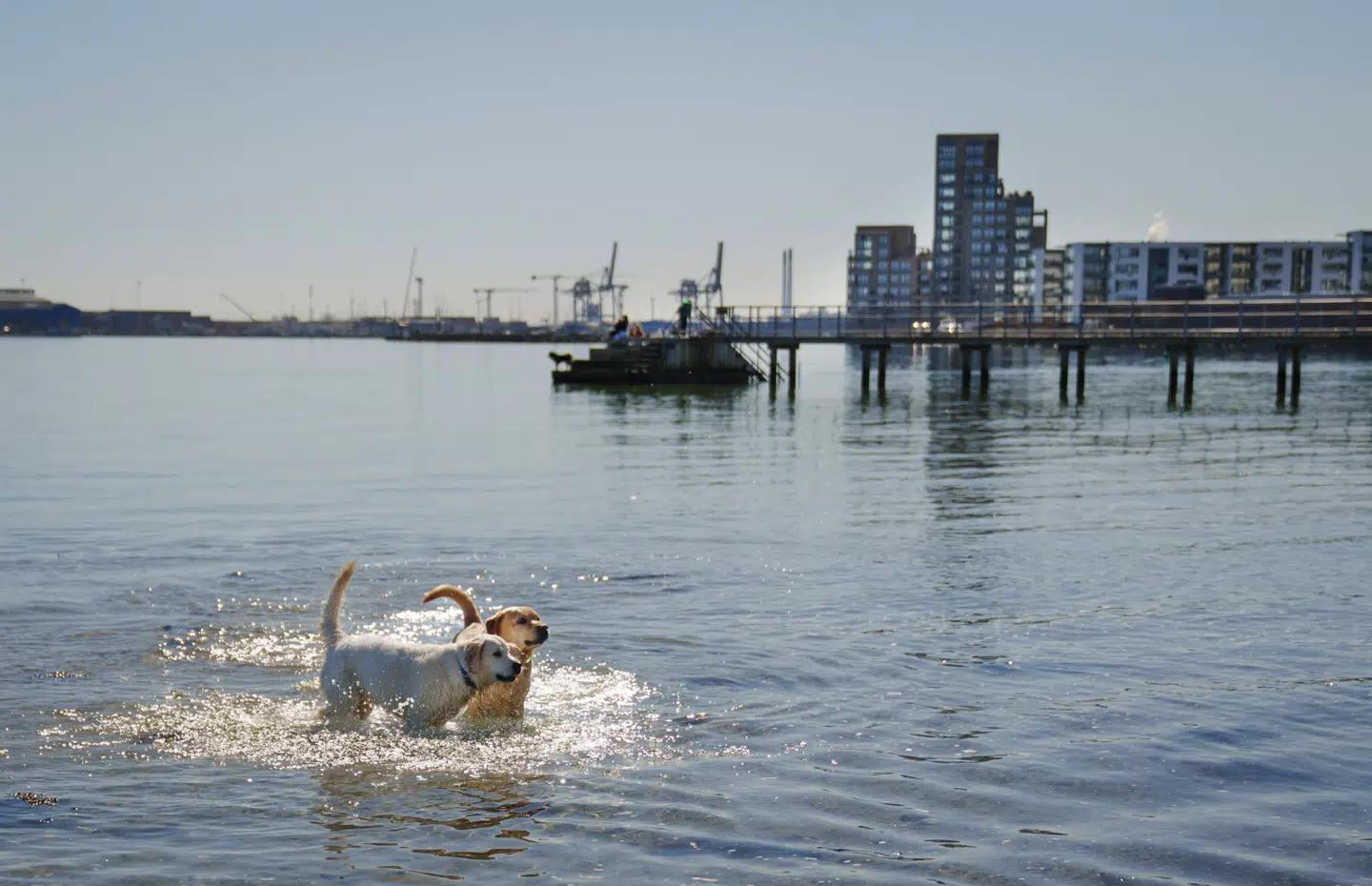 Bølgerne ved Hellerup Havn glider fredeligt mod kysten, men havvandet i Øresund gemmer på en konflikt, der har skabt røre i kommunen.