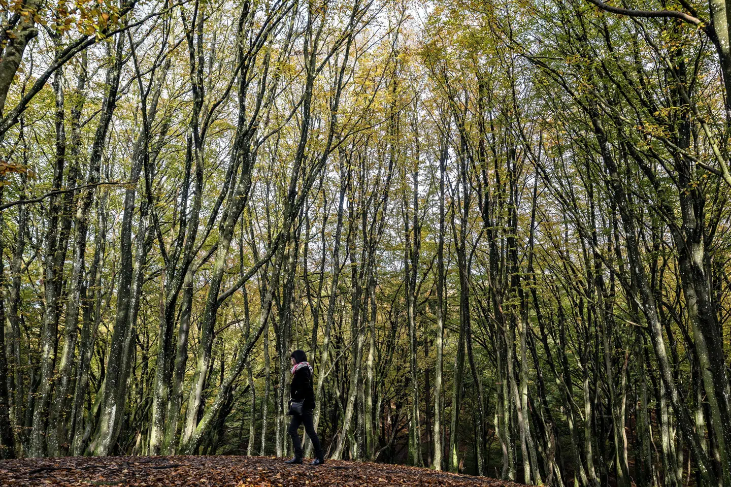 Ny skov skal erstatte græsarealer til kvæg i Paraguay. (Arkivfoto).