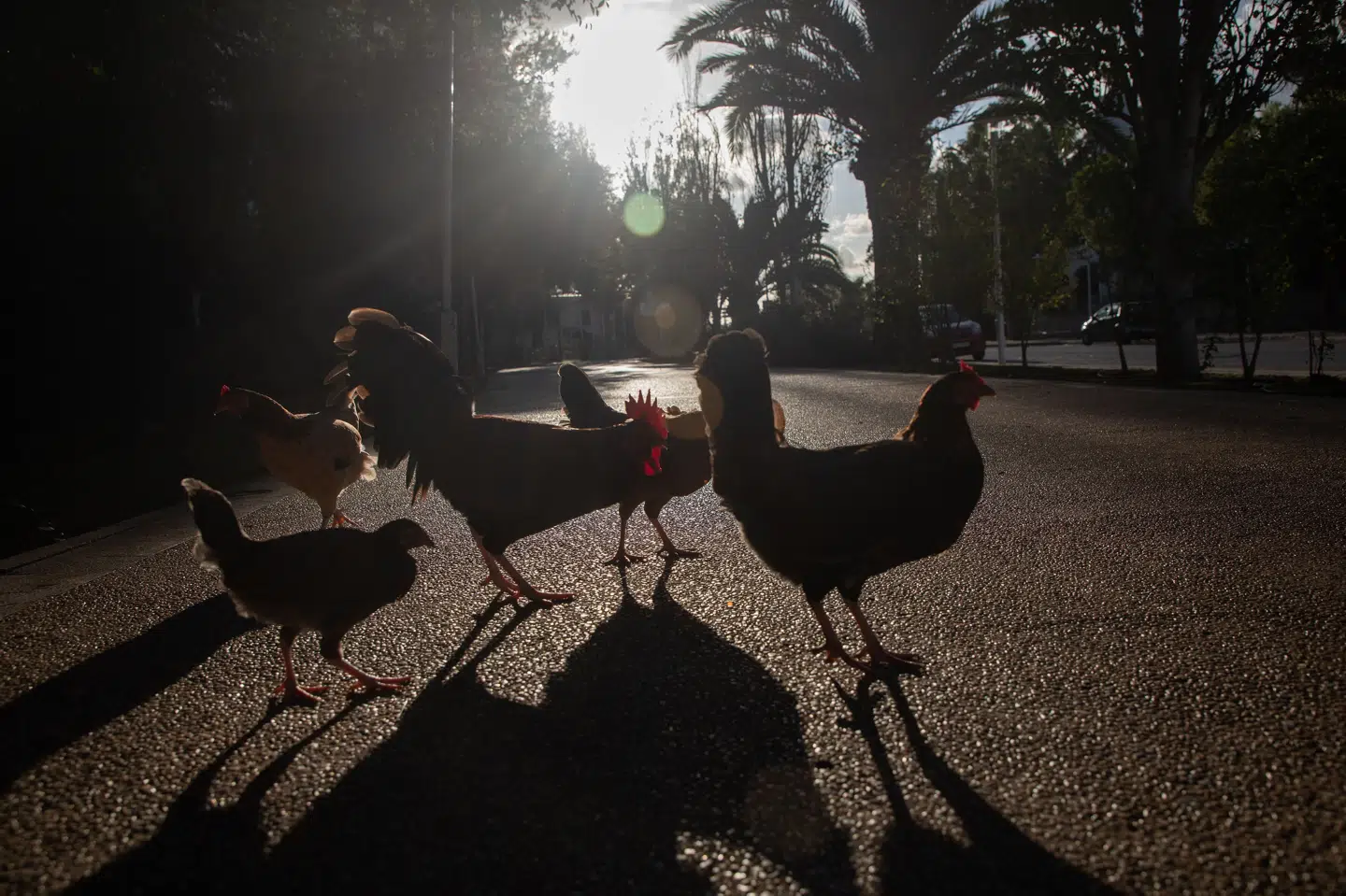 Høns på gaden i Magaluf på øen Mallorca i Spanien. Det næste stykke tid skal fugle fra alle fjerkræbedrifter holdes inde på grund af frygt for fugleinfluenza.