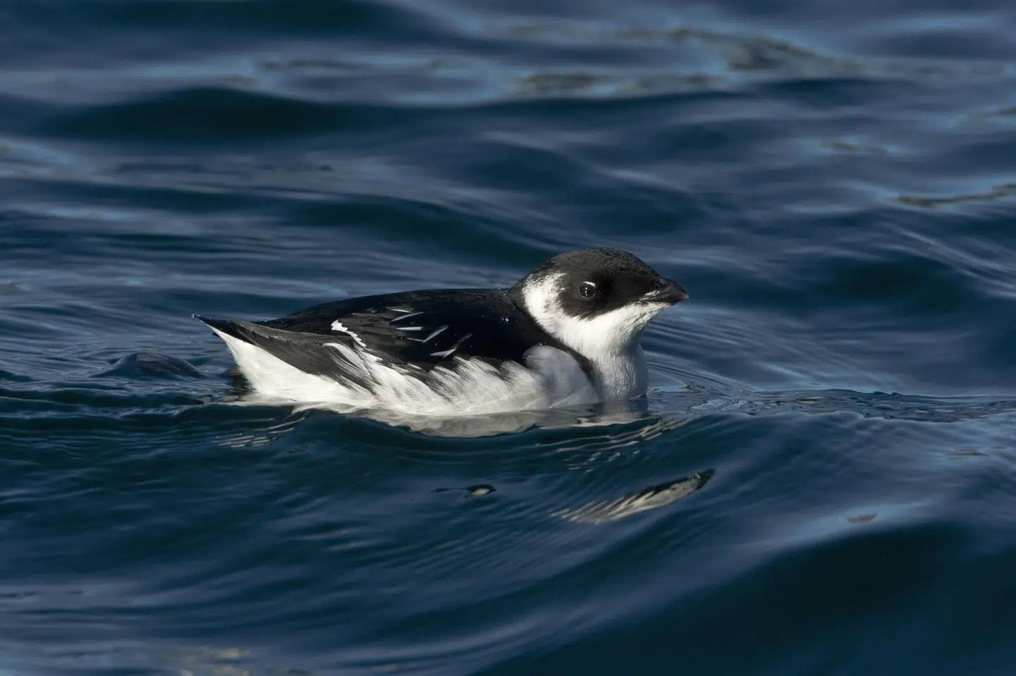 Søkonger yngler i Grønland og på Svalbard og kan i øjeblikket opleves flere steder i indre danske farvande. (Arkivfoto).