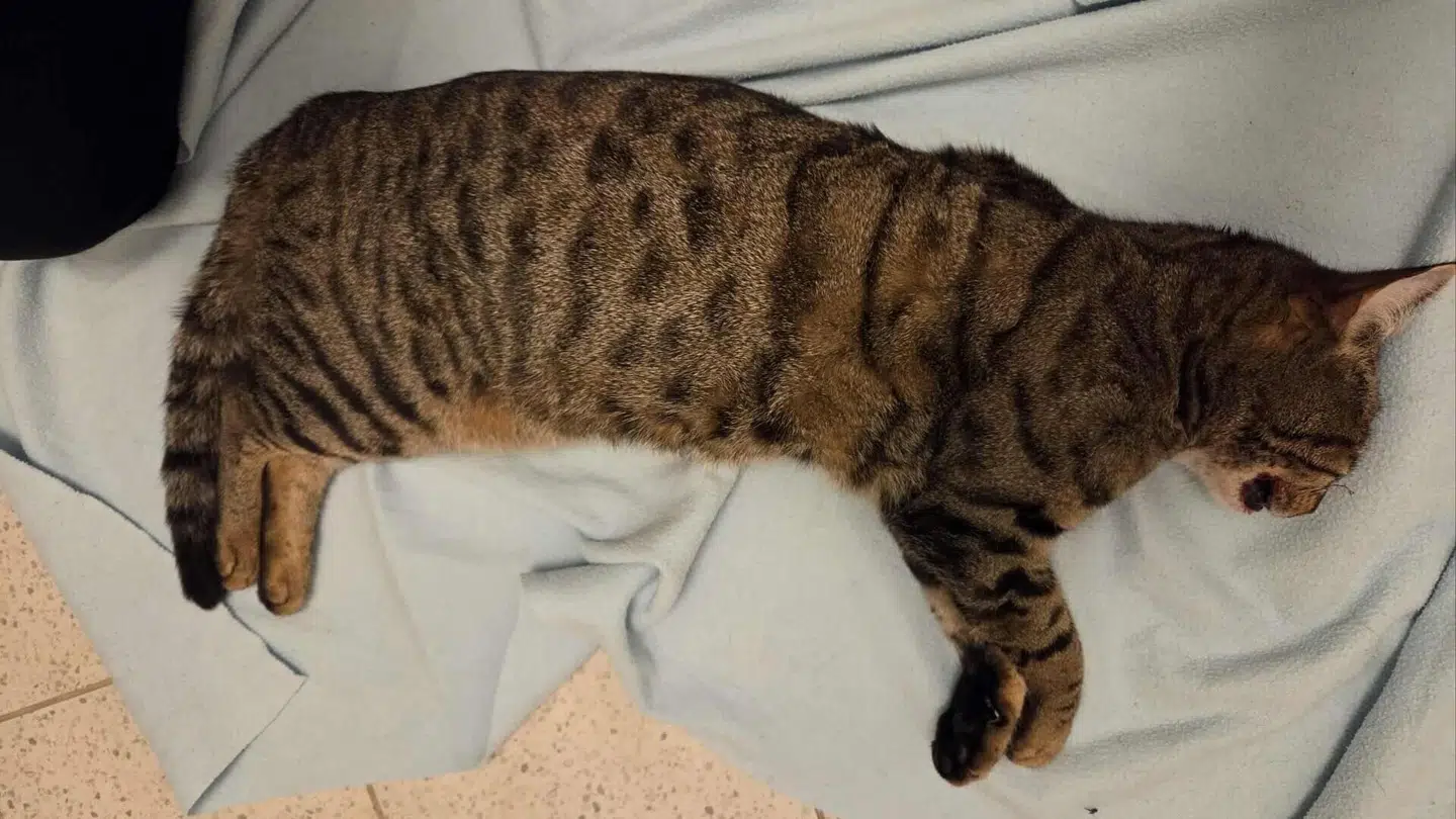 Katten Fiona døde af sine kvæstelser og er nu i politiets varetægt.