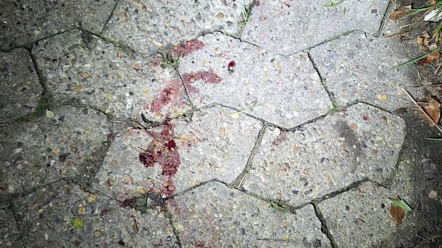 Blodsporene efter kattens kvæstelser på stedet.