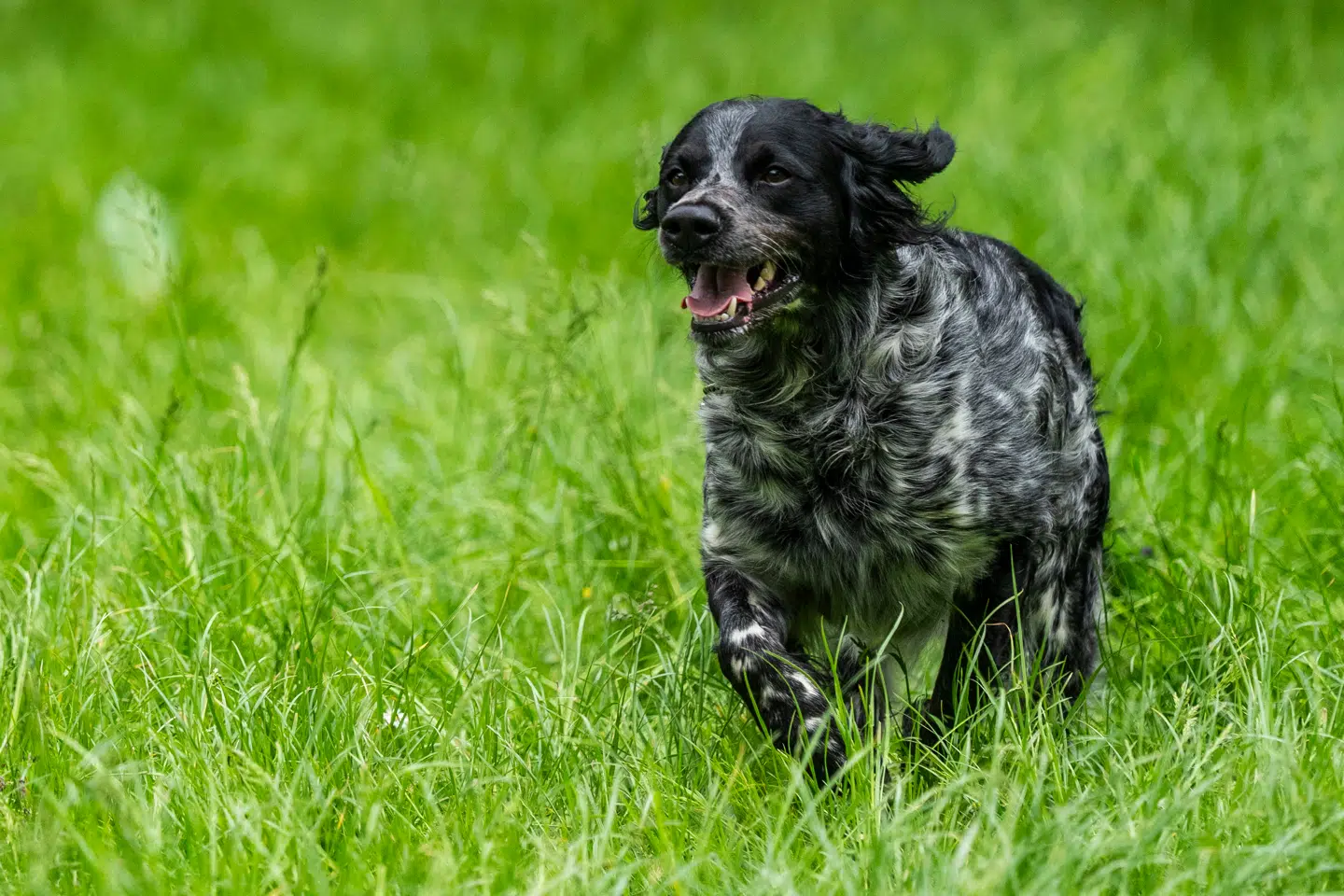 De første hunderacer opstod for 10.000 år siden. Foto: Ida Marie Odgaard, Scanpix.