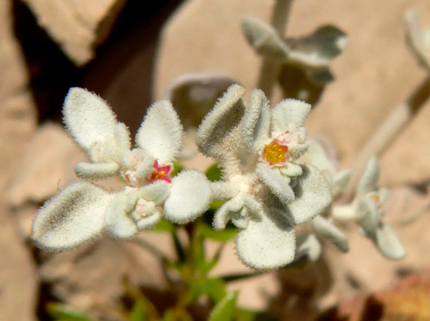 Arkivfoto: Wikipedia