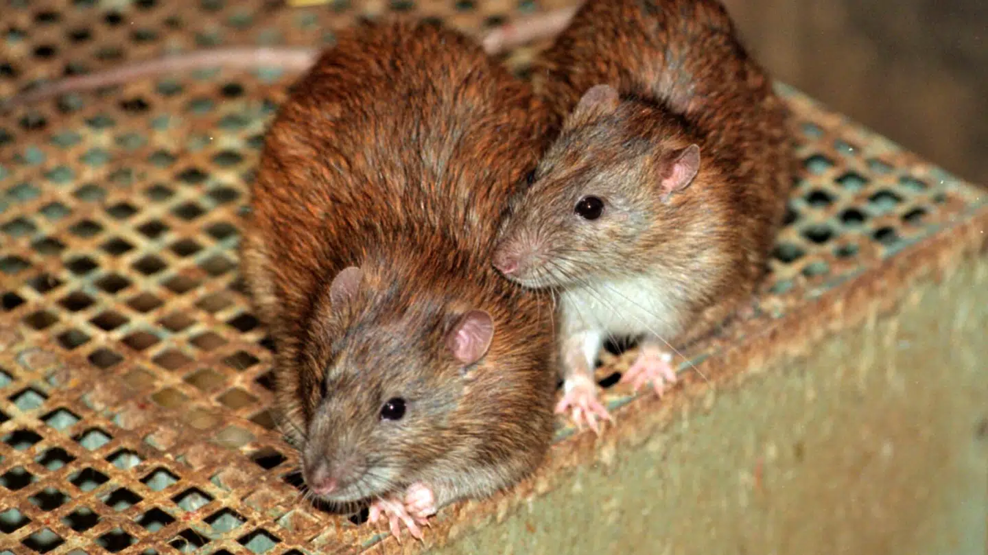 (ARKIV) Det er uklart om manden har været i direkte kontakt med rotter.