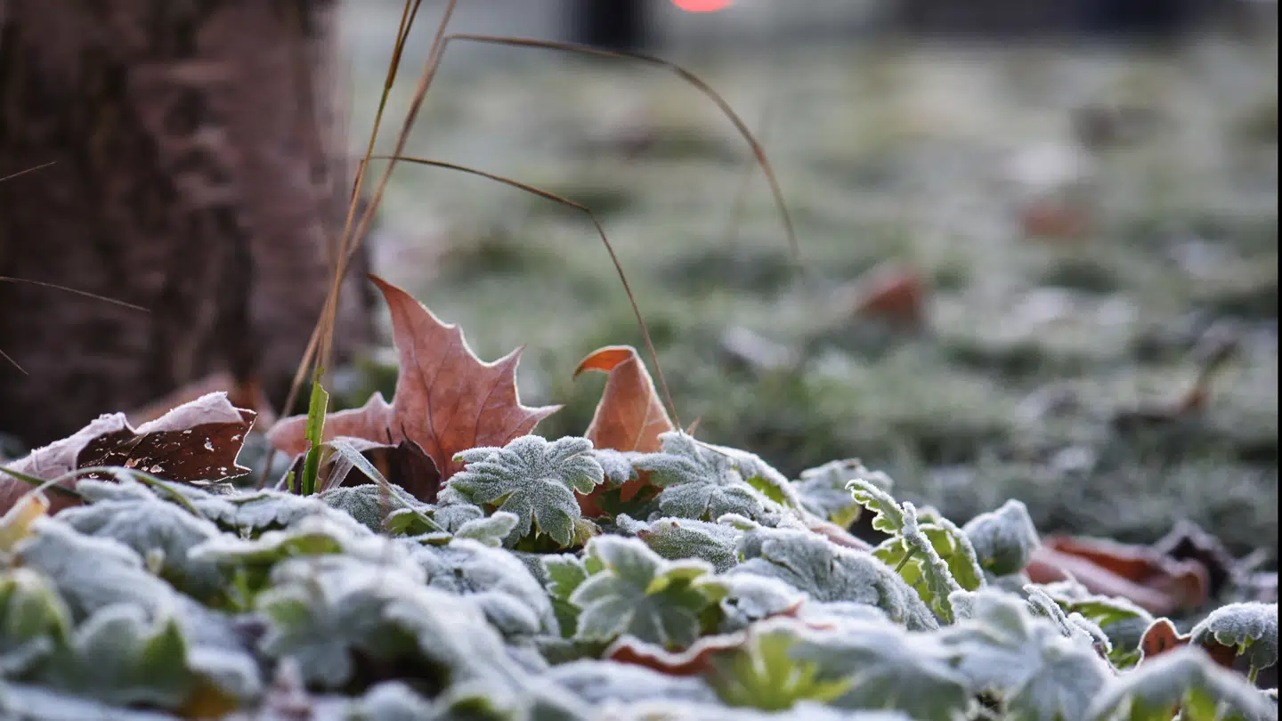 Søndag byder på blandet vejr, herunder rimfrost som på billedet.