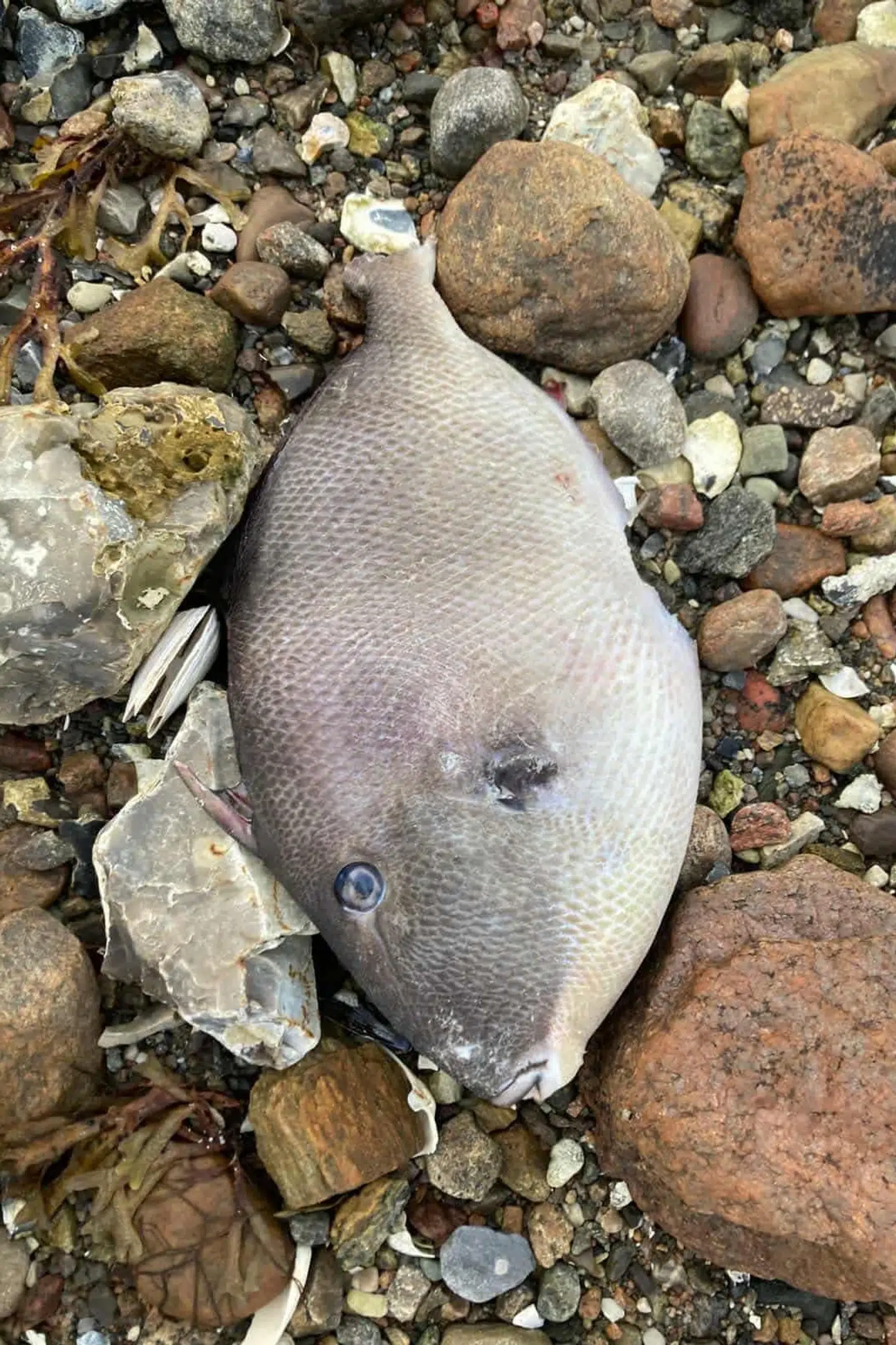 Der er dukket tre aftrækkerfisk op i Danmark i den seneste tid. Her ses en af de tre, som er fundet død ved Isefjorden for nylig.