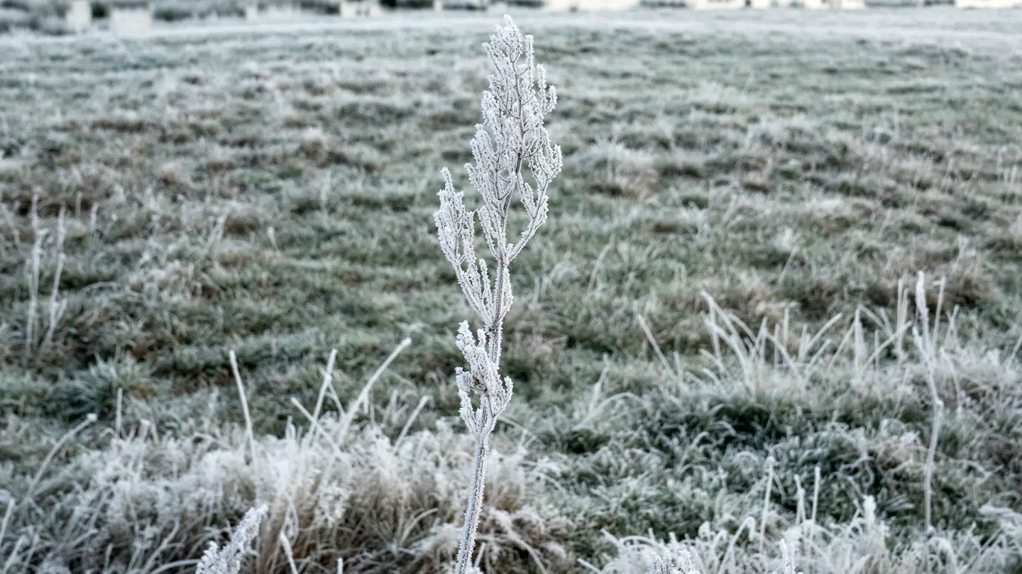 (Arkiv) I næste uge skal man holde ekstra øje med glatte veje.