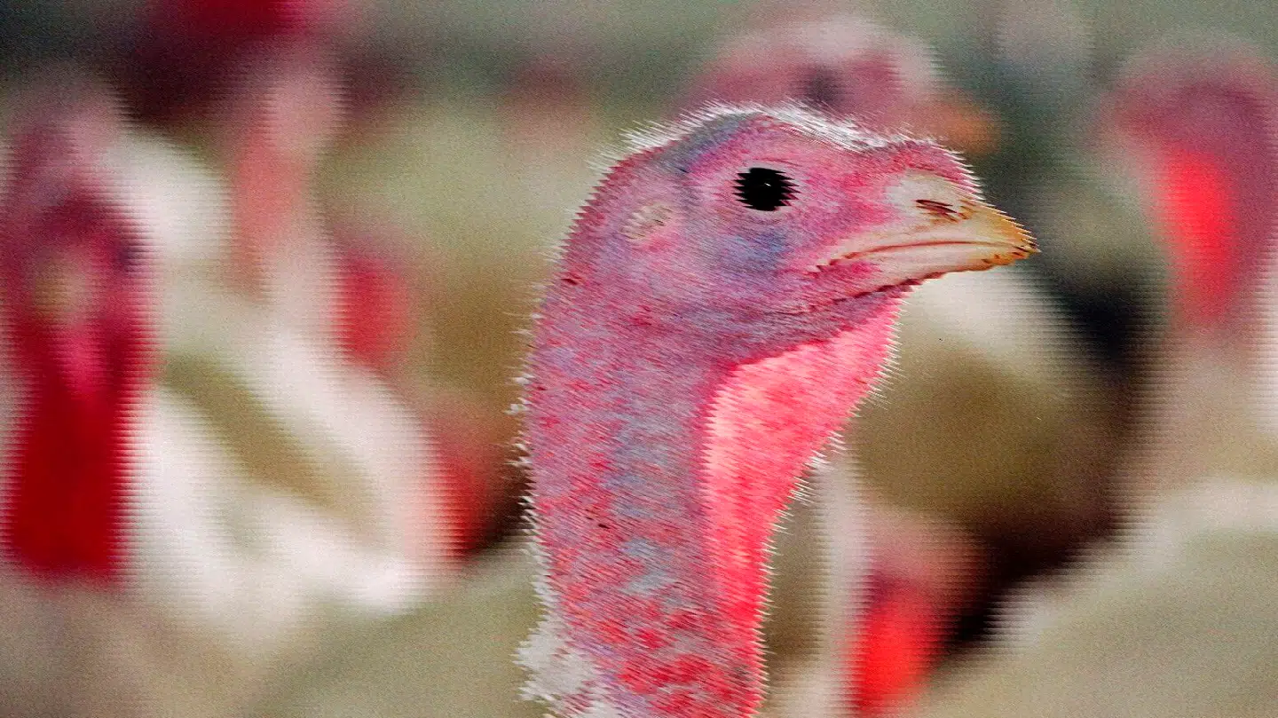 En jysk besætning af kalkuner er tirsdag slået ned på grund af smitte med fugleinfluenza.