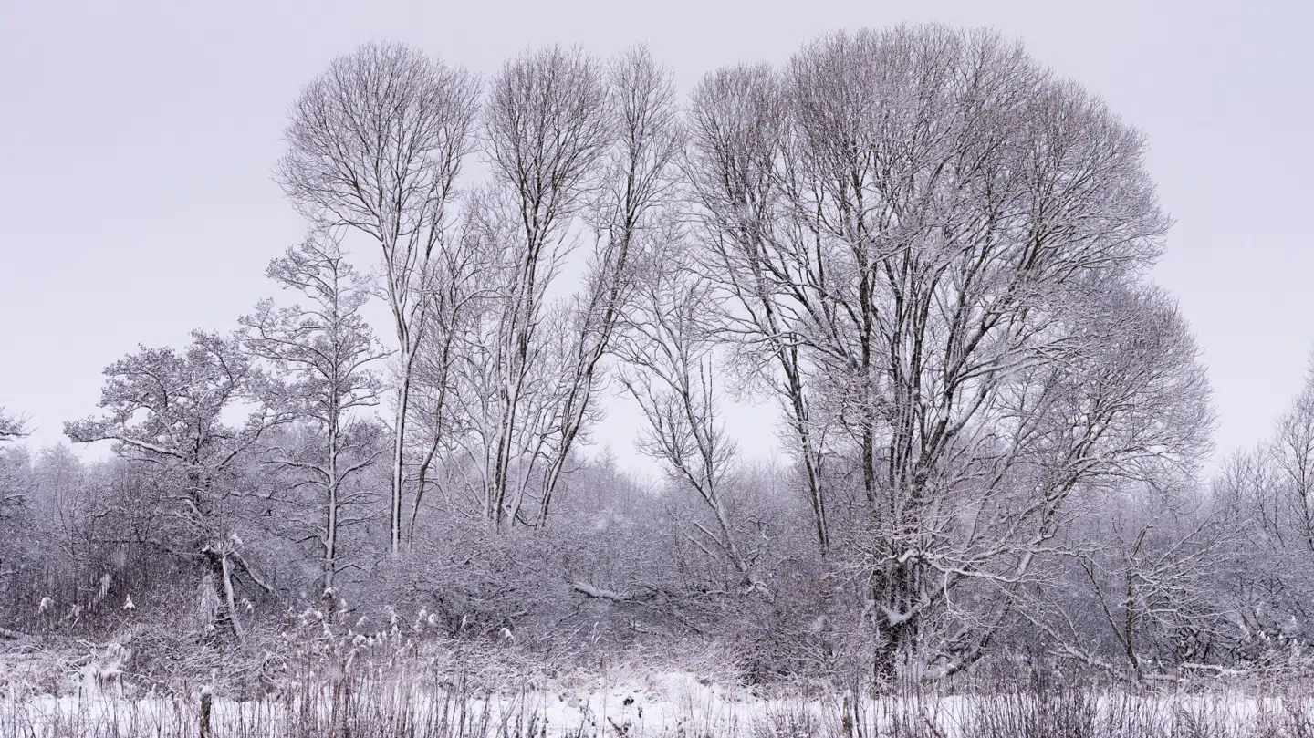 (Arkiv) Flere medier bekræfter, at sneen har ramt Danmark.