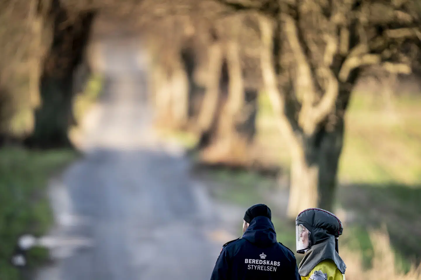 Fødevarestyrelsen og Beredskabsstyrelsen har aflivet 6300 kalkuner i Midtjylland. Fugleinfluenza kan blive spredt via vilde fugle, fugleafføring og døde fugle. Smitten kan komme ind til fjerkræindhegninger, når ejere er ved dyrene. (Arkivfoto).