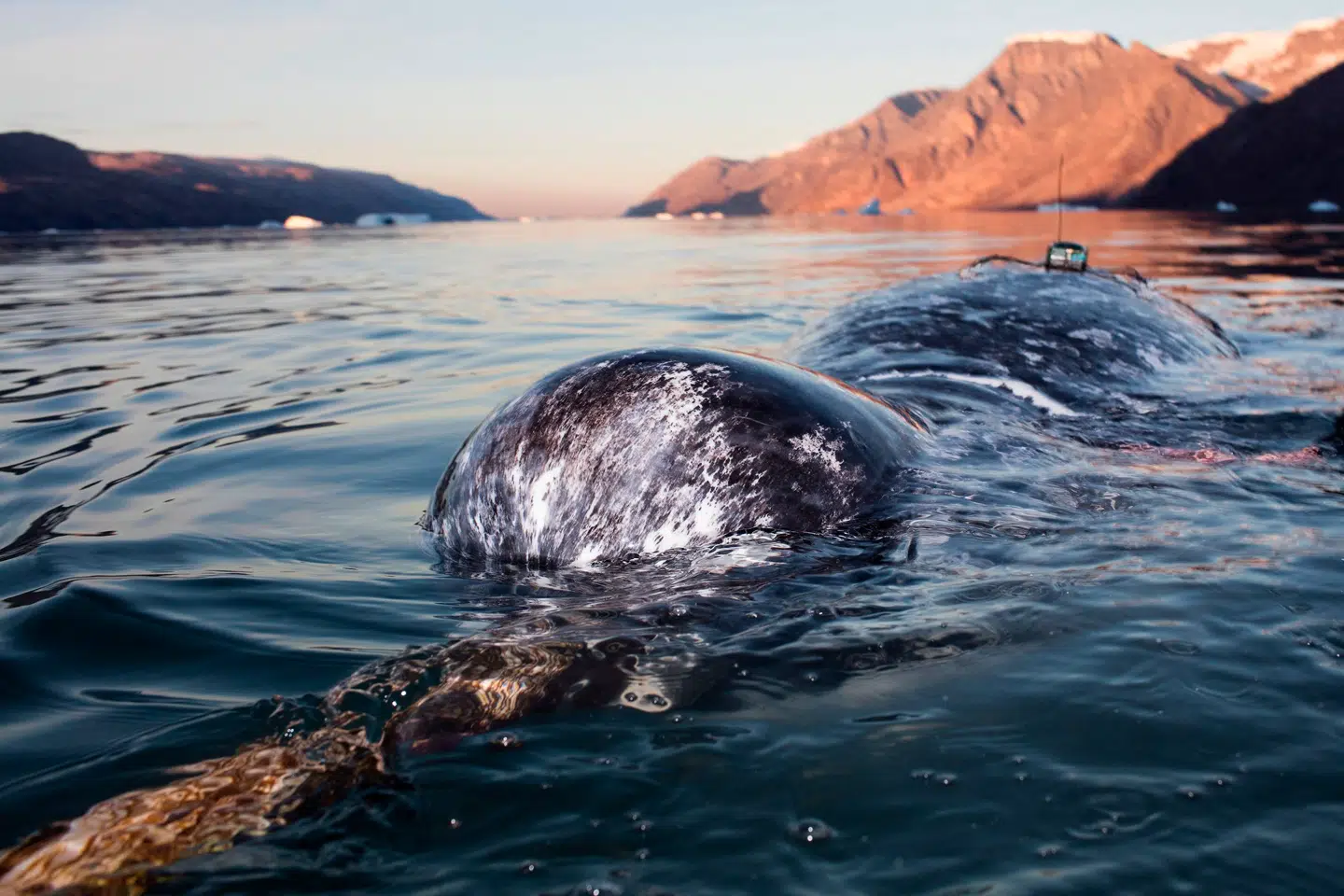 Narhvaler registrerer faktisk marineforskeres måleinstrumenter - i modsætning til, hvad forskere hidtil har antaget. Det viser en ny grønlandsk undersøgelse. Arkivfoto: Carsten Egevang, Groenlands Naturinstitut, AFP