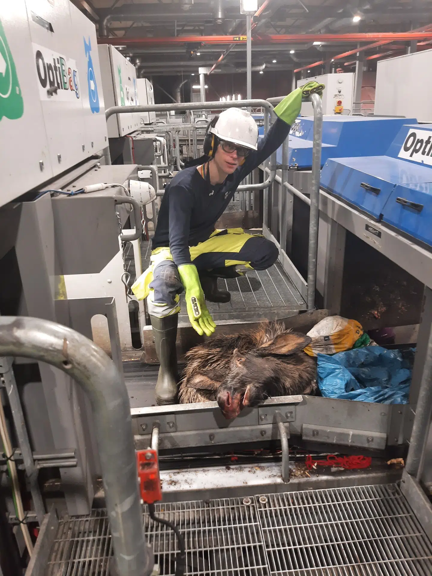 Her ses medarbejderen Anders med resten af elgen.