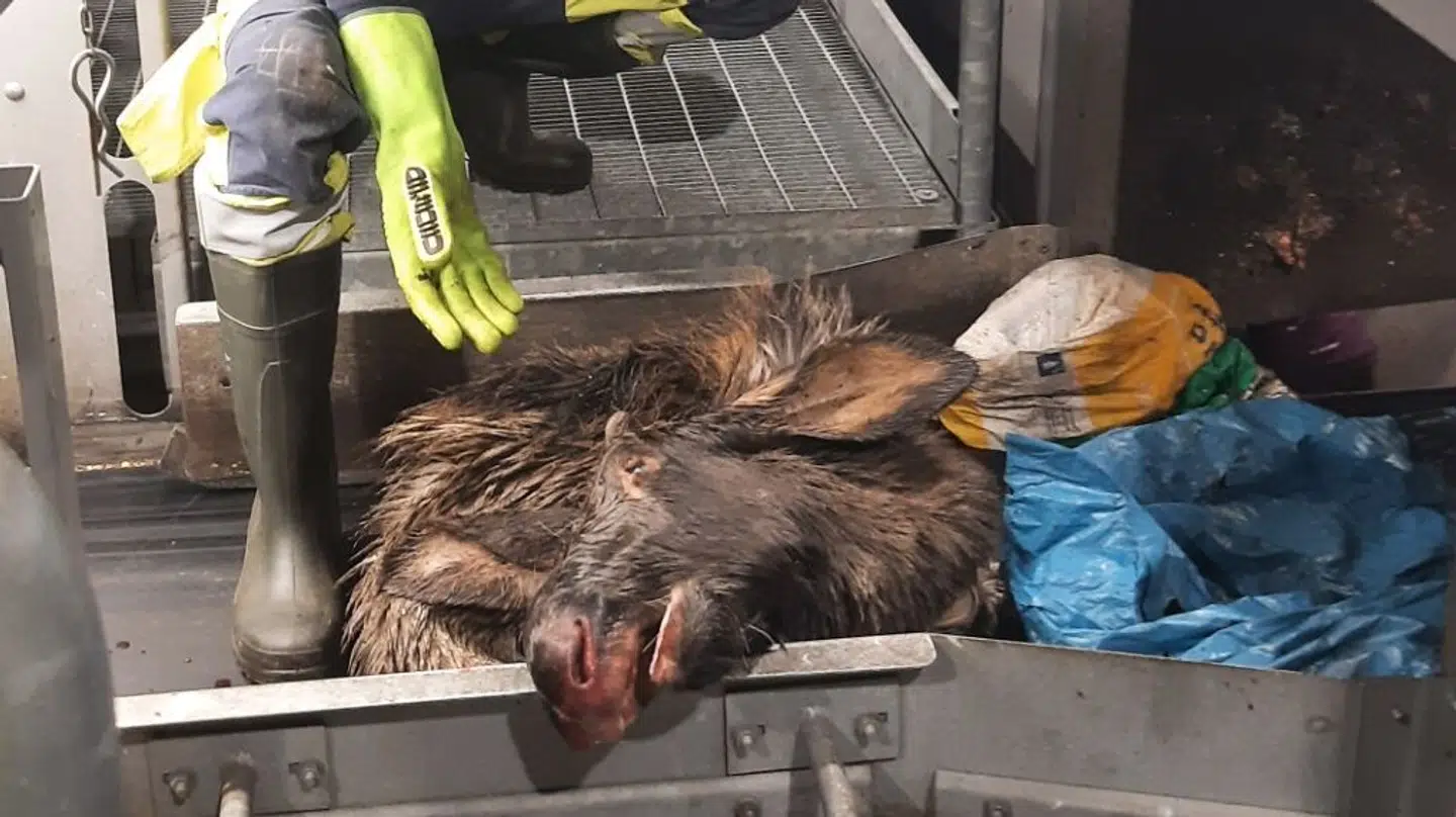 Her ses elghovedet og noget af dyrets krop, der dukkede blandt det almindelige restaffald.