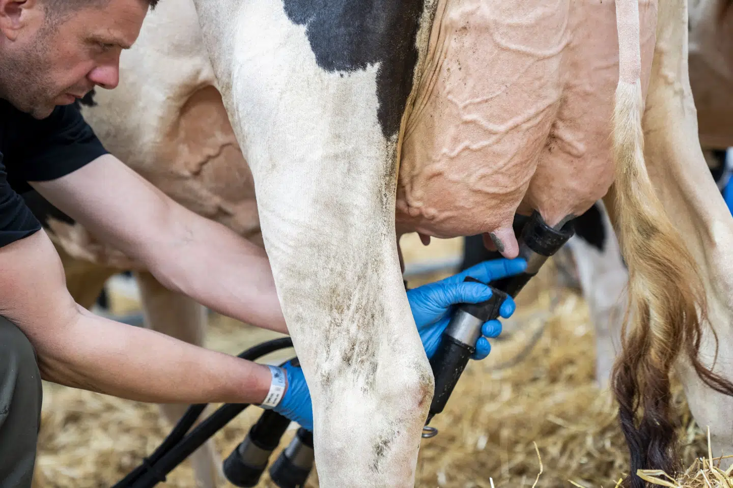 Flere mælkeproducenter fortæller, at de oplever en nedgang i mælkeydelse og foderoptagelse blandt køerne, efter at man er begyndt at tildele foderstoffet Bovaer. Det skriver landbrugets egen forskningsvirksomhed, Seges Innovation, efter en spørgeskemaundersøgelse. (Arkivfoto).