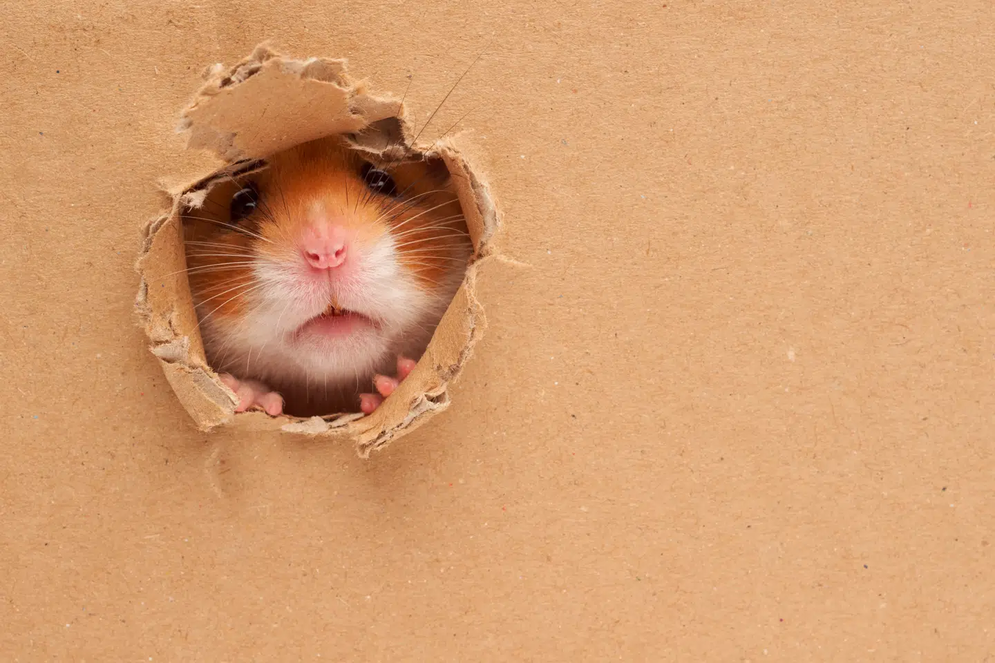 Kæledyr gør ikke en forskel for børns udvikling - medmindre der er tale om en hamster, fisk eller skildpadde. Det tyder et spansk studie på. Foto: Adobe Stock