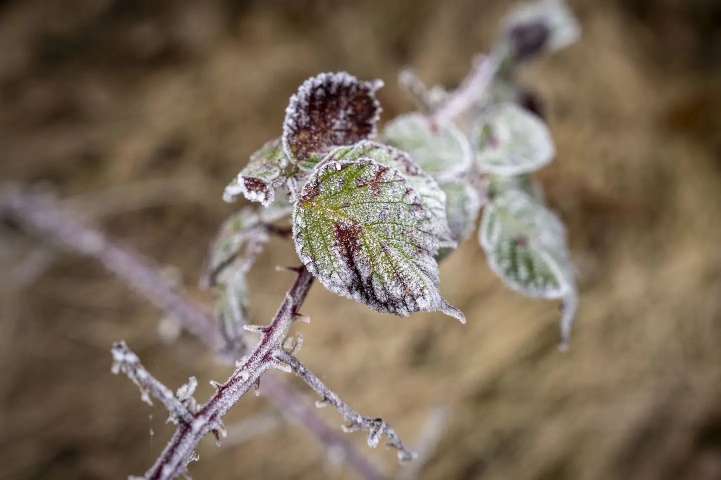 Der venter en kold morgen fredag, men langsomt stiger temperaturerne fredag, mens det lørdag bliver endnu varmere. (Arkivfoto).