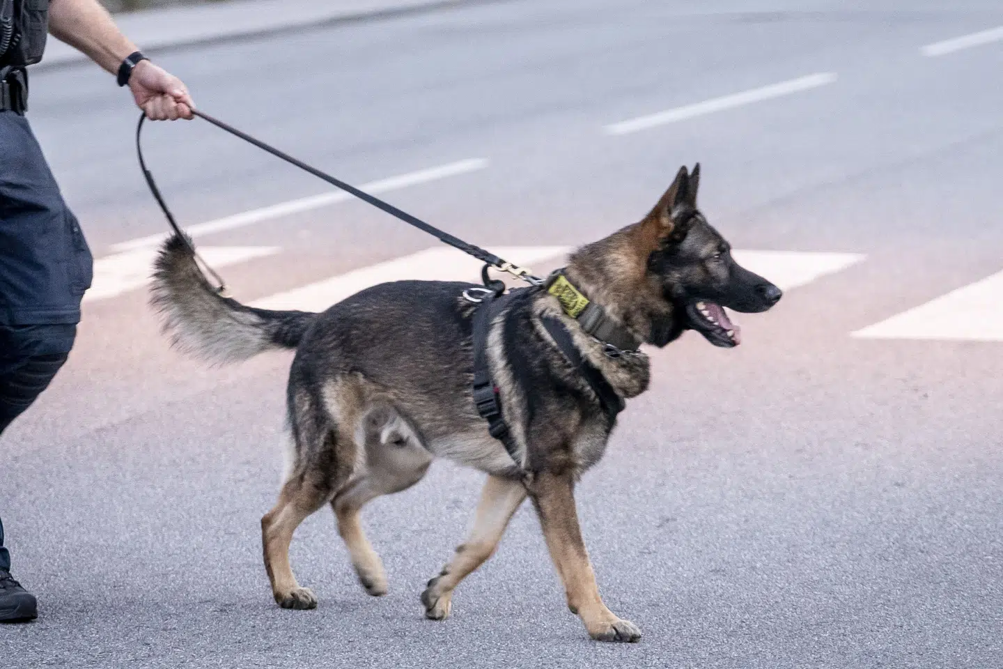 Nordjyllands Politi har blandt andet brugt politihunde i eftersøgningen af en 76-årig demensramt kvinde fra Vognsild. Politihunden på billedet er på arbejde i en anden sag. (Arkivfoto).