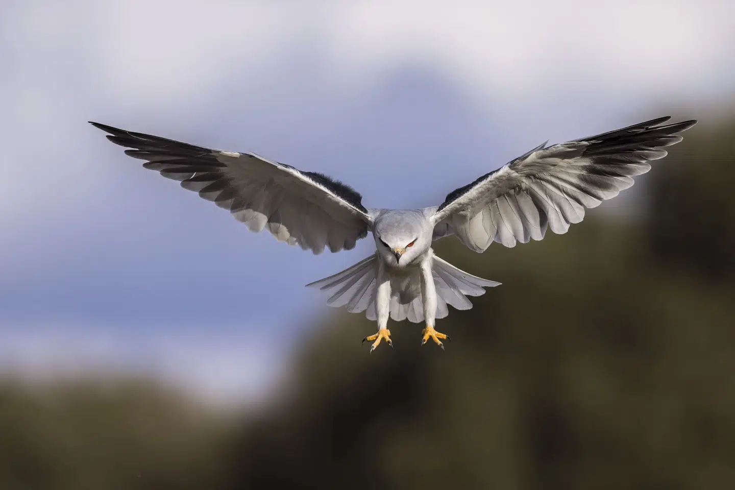 Blå glente er en dygtig musejæger. Den spotter et bytte, står stille i luften med svirrende vinger, inden den i et styrtdyk slår ned på sit bytte. (Arkivfoto).