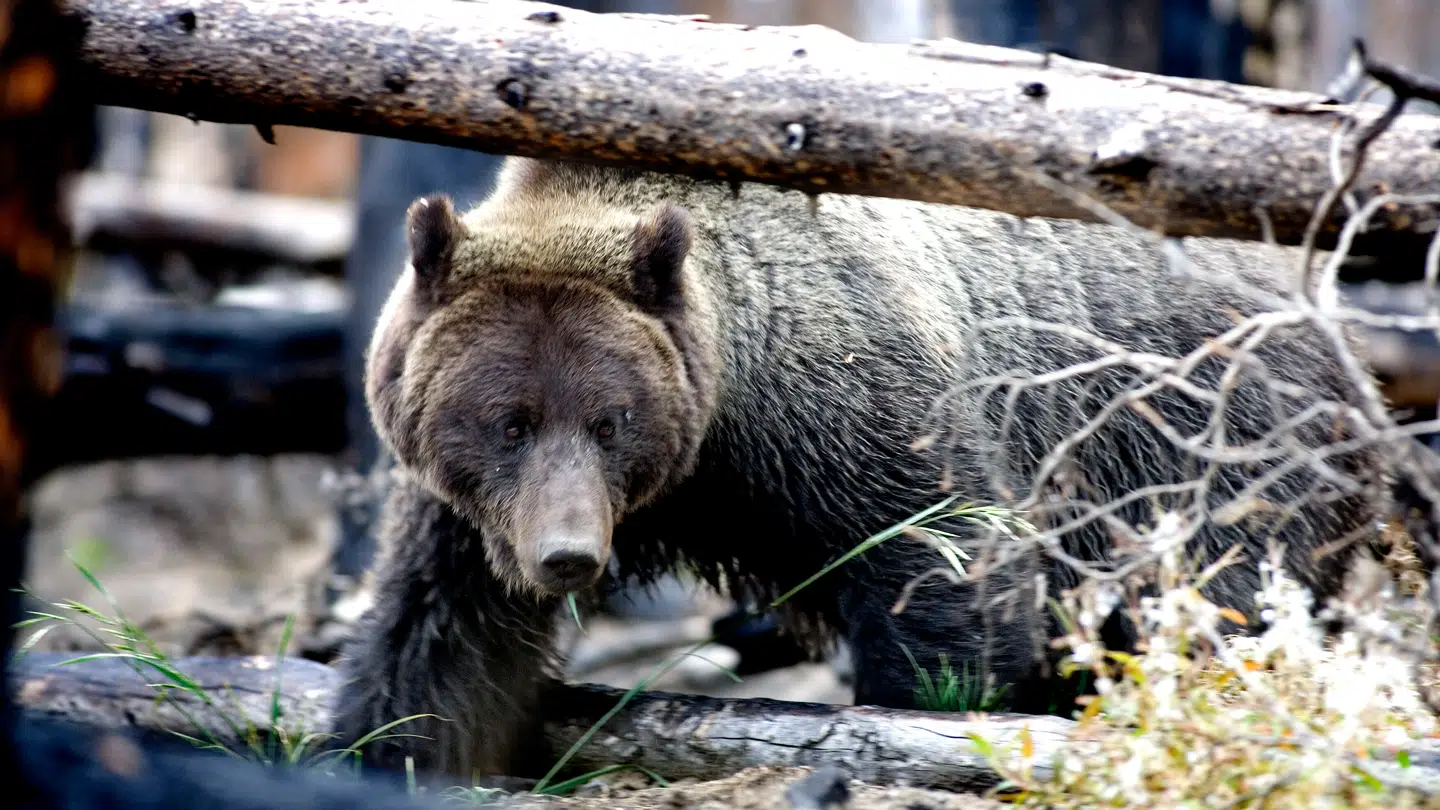 Arkivfoto af en grizzlybjørn.