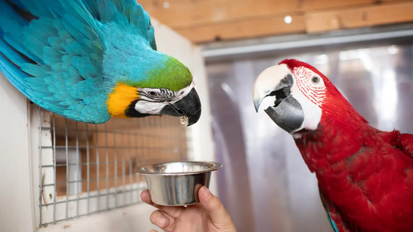 En dødelig virus ramte flere af Papegøjelands papegøjer.