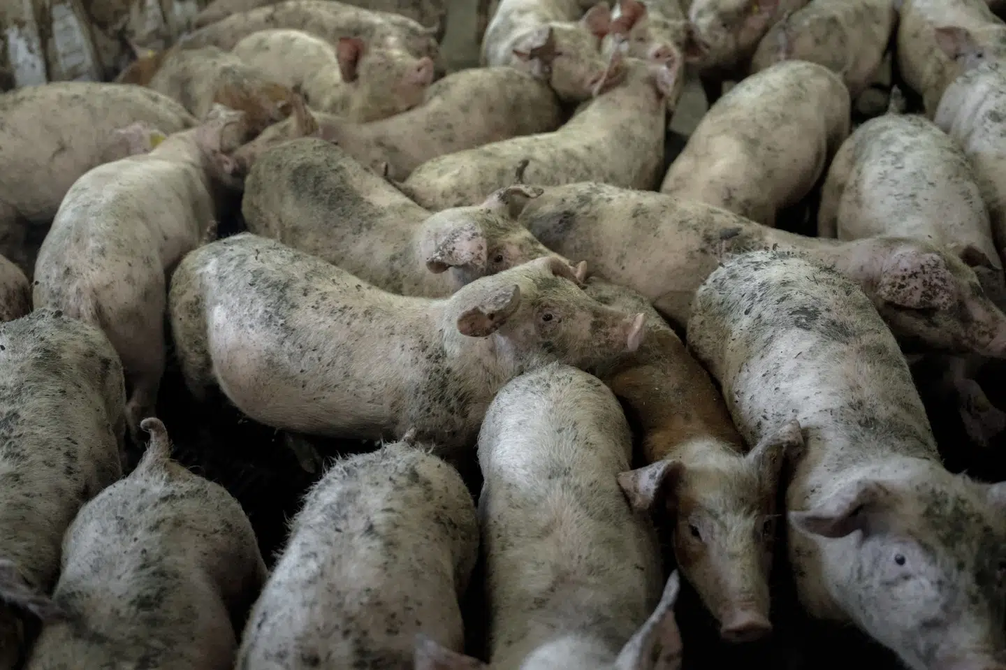 Danske Svineproducenter går rettens vej i et forsøg på at stoppe en TV 2-dokumentar, der har premiere onsdag, som handler om forholdene i danske svinestalde. (Arkivfoto).