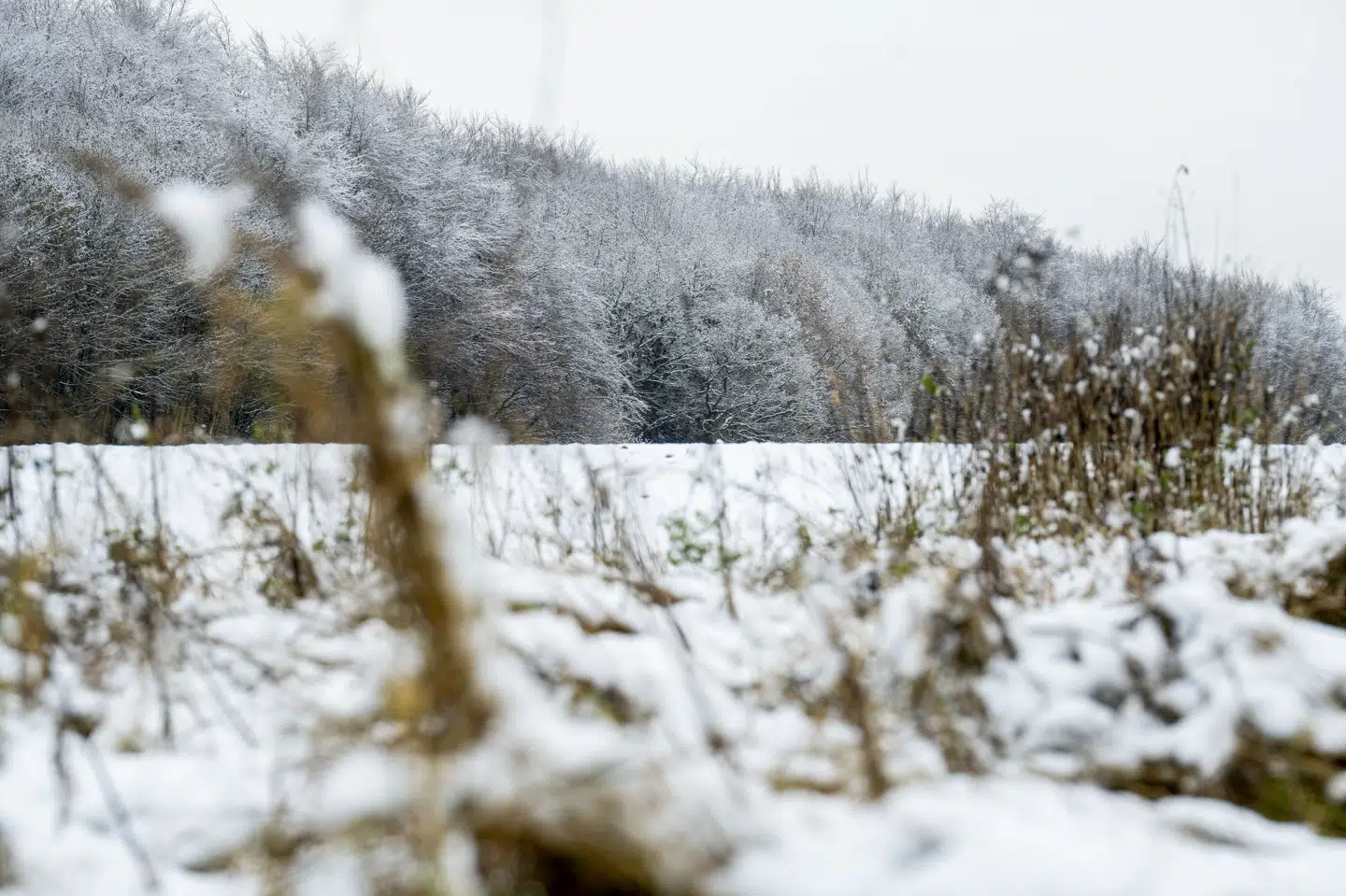 I sidste uge faldt der sne flere steder på Sjælland, heriblandt Næstved på billedet. I denne uge er turen kommet til det sydlige Jylland. (Arkivfoto).