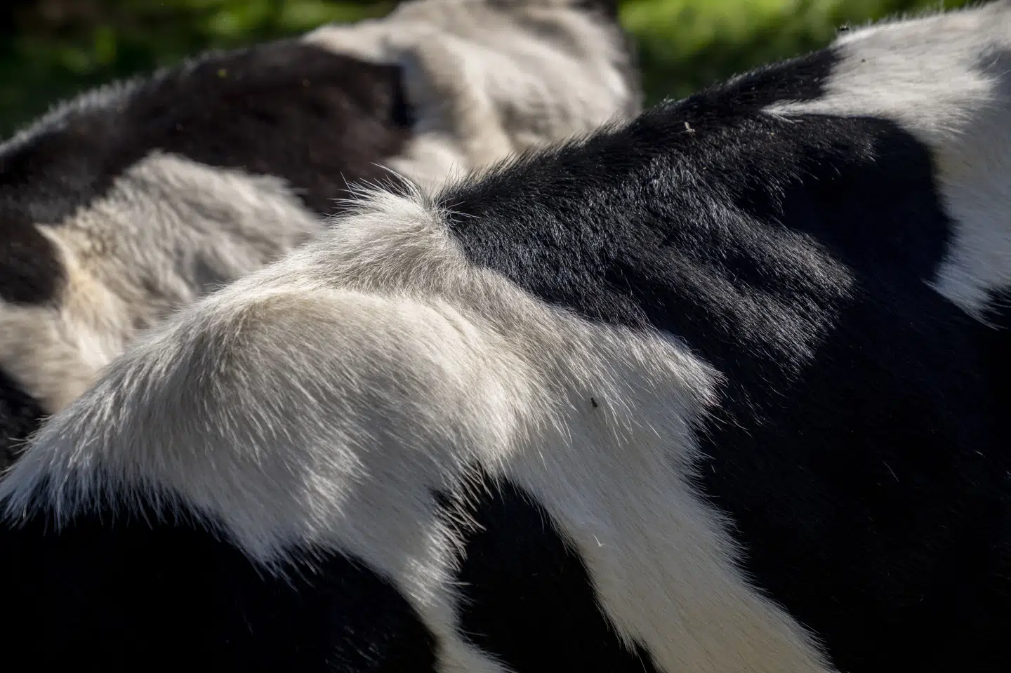 Det blev lovpligtigt i 2025 for danske konventionelle landmænd at reducere udledning af metan fra malkekøer. (Arkivfoto).