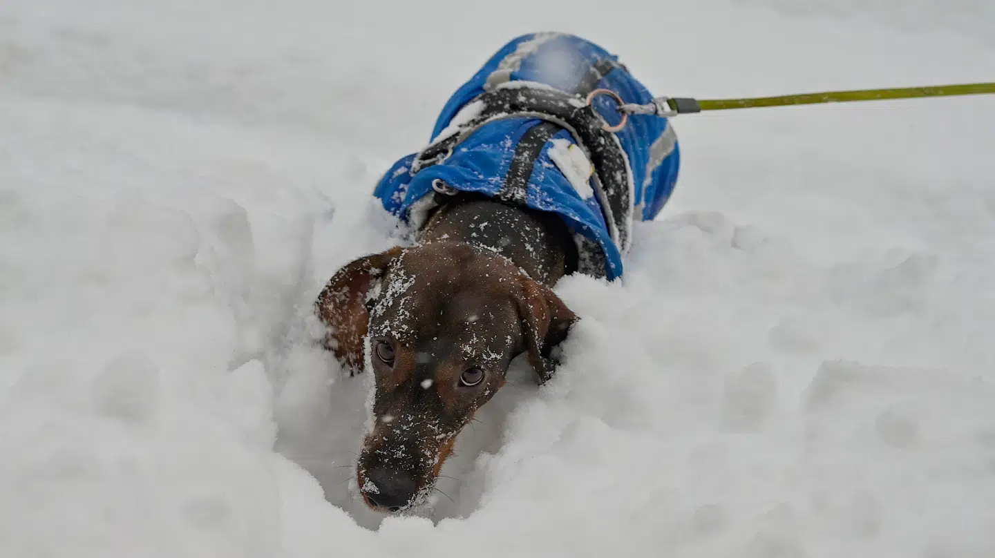 Ikke alle hunde kan klare kulde lige så godt.