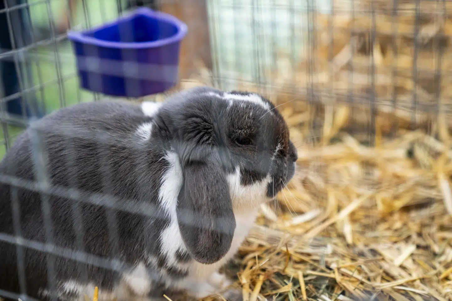 Kaniner bør have adgang til mindst ni kvadratmeter, lyder det fra Dyrenes Beskyttelse. Så meget plads var der ikke på en altan på Nørrebro, hvor politiet gjorde et usædvanligt fund. På billedet ses en kanin i bur på Roskilde Dyrskue i slutningen af maj. (Arkivfoto).