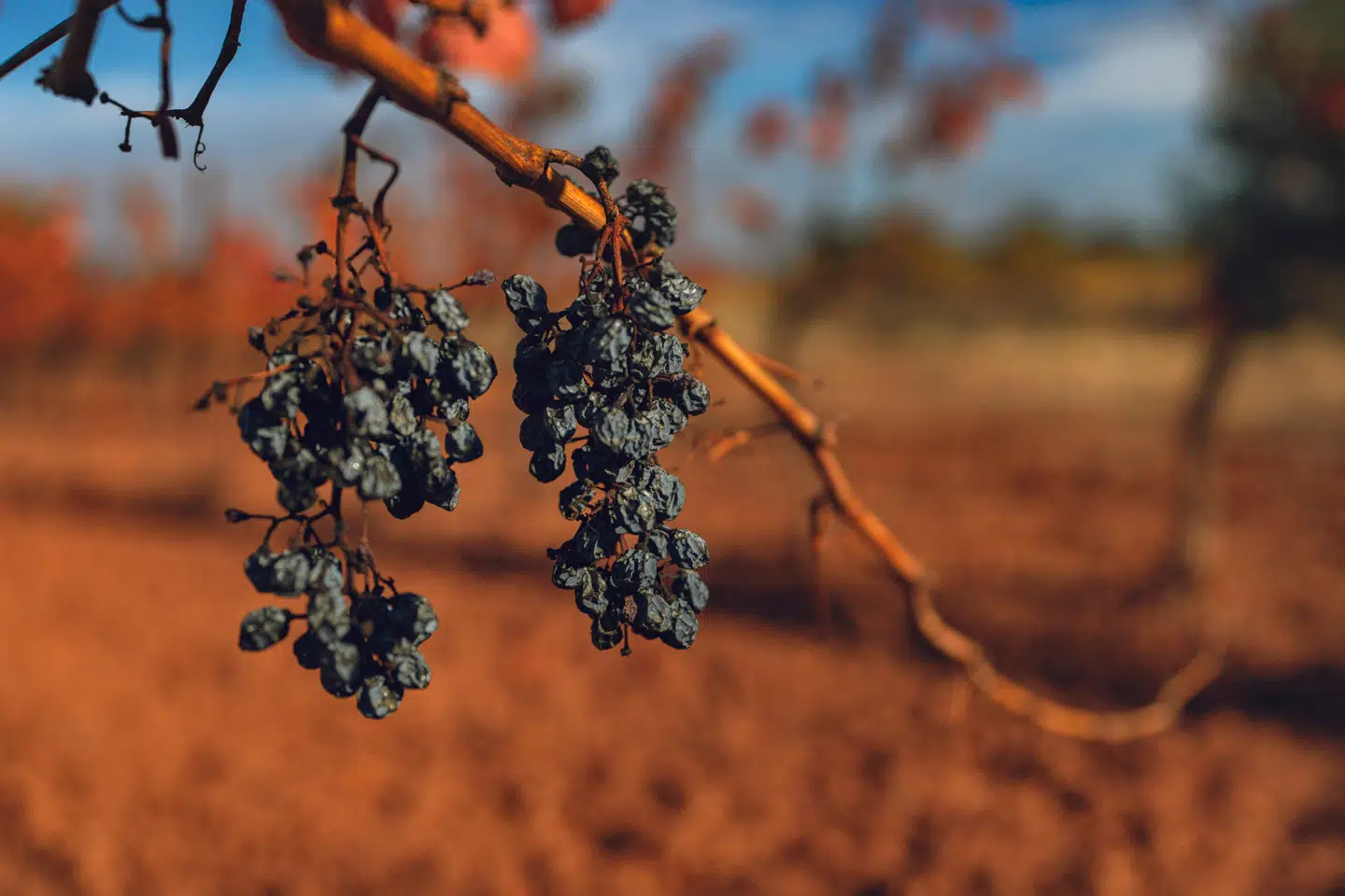 Indtørrede druer på en vinmark i Douzens i det sydvestlige Frankrig efter den hårde tørke.