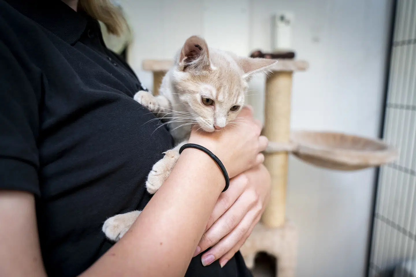 En kattekilling på Dyrenes Beskyttelses internat i Roskilde. Om nogle år skal det være lovpligtigt at registrere og mærke katte i Europa, er EU's ministerråd og EU-Parlamentet blevet enige om. (Arkivfoto).