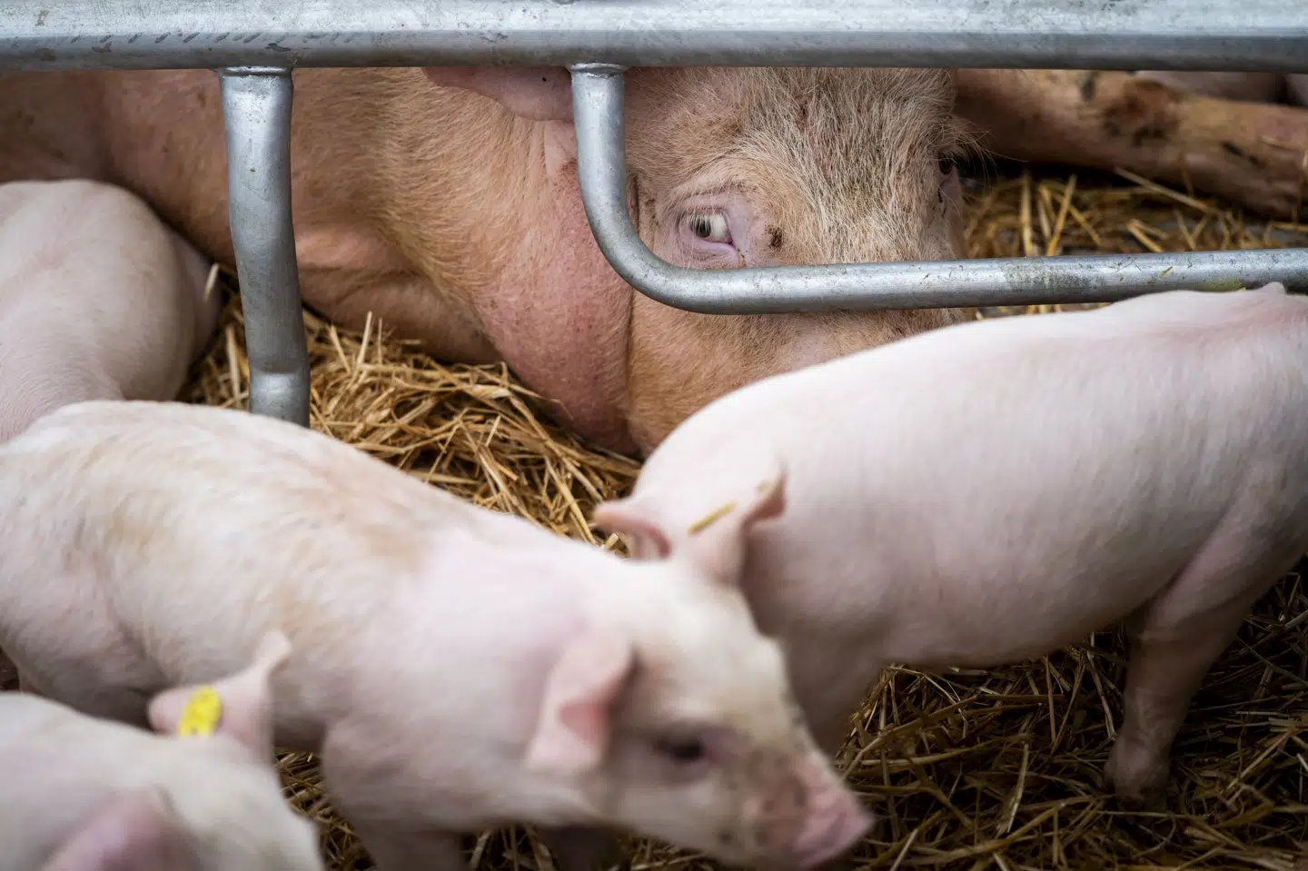 TV 2 har fået midlertidigt forbud mod at vise skjulte optagelser, som skal dokumentere forholdene for grise i danske stalde. En revideret udgave af dokumentaren vil udkomme onsdag. (Arkivfoto).