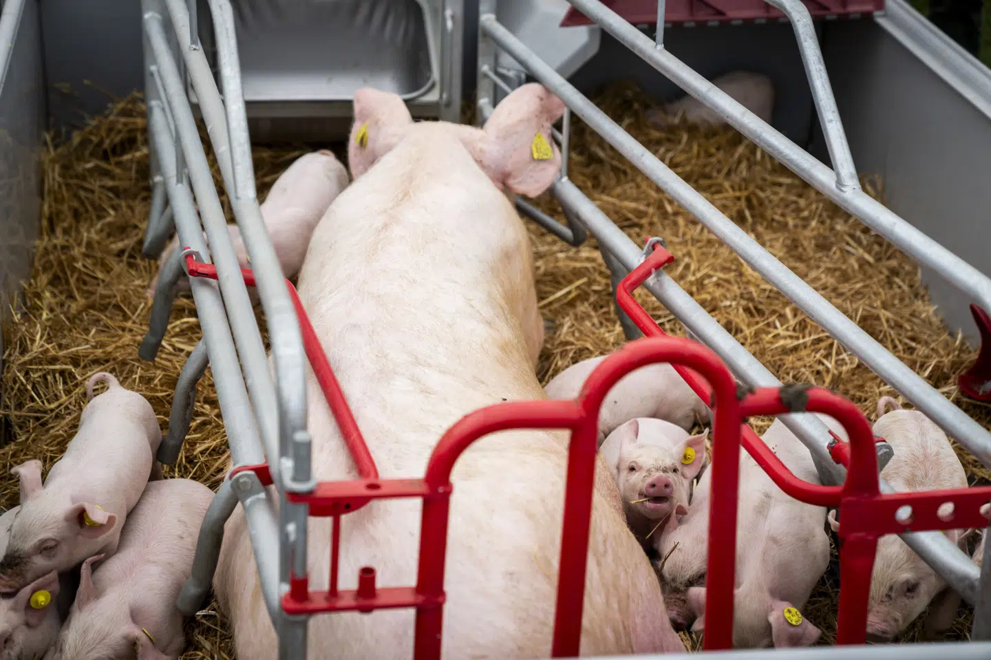Transportører af grise, kvæg og heste skal leve op til en række krav for hvile, mad og vand under turen. Billedet er taget på Roskilde Dyrskue i maj. (Arkivfoto).