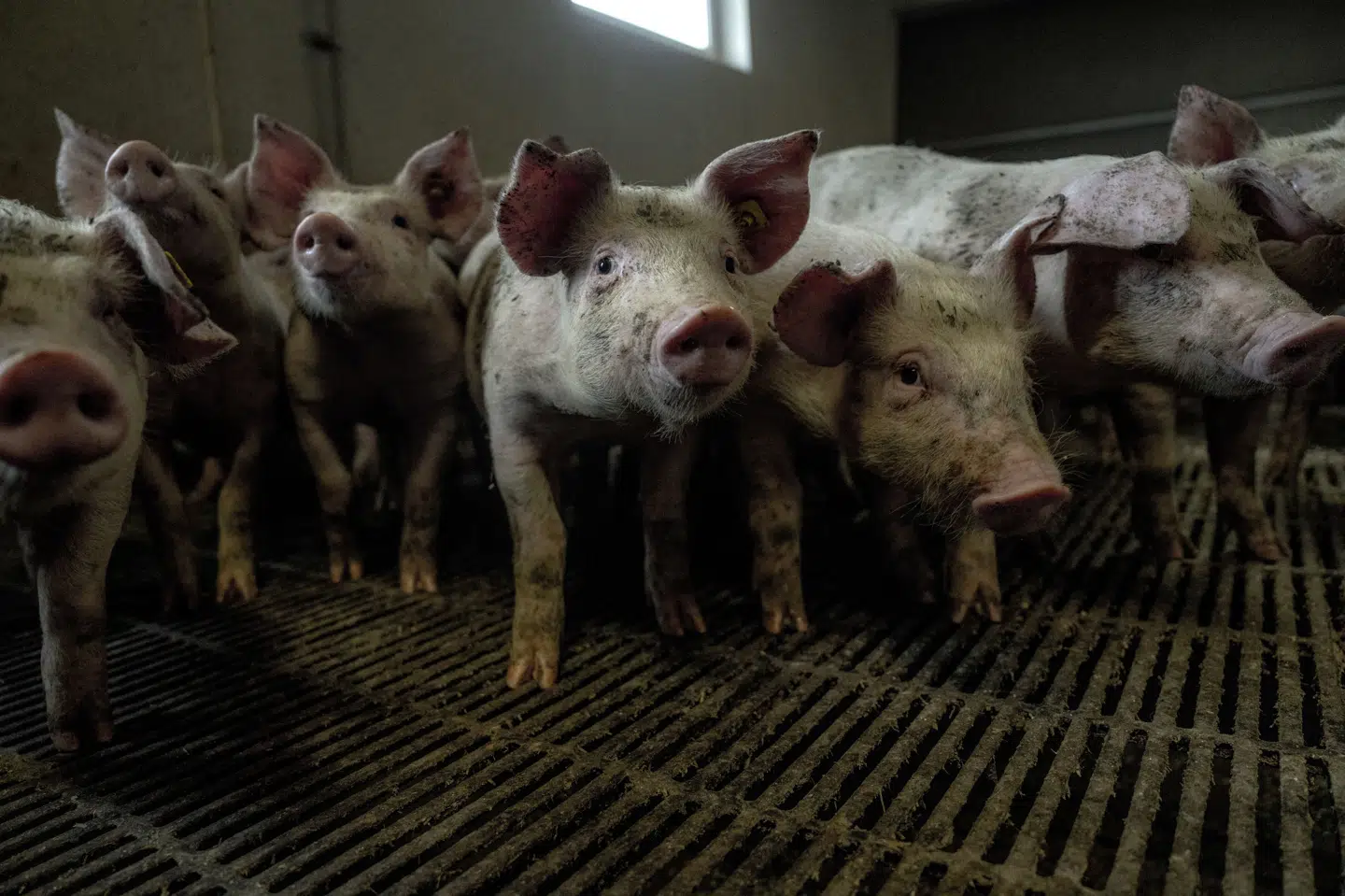 Dyreaktivister har lavet skjulte optagelser i stalde, der tilhører topaktører fra dansk landbrug. Billedet er fra en svinestald på Midtsjælland og ikke fra de omtalte stalde. (Arkivfoto).