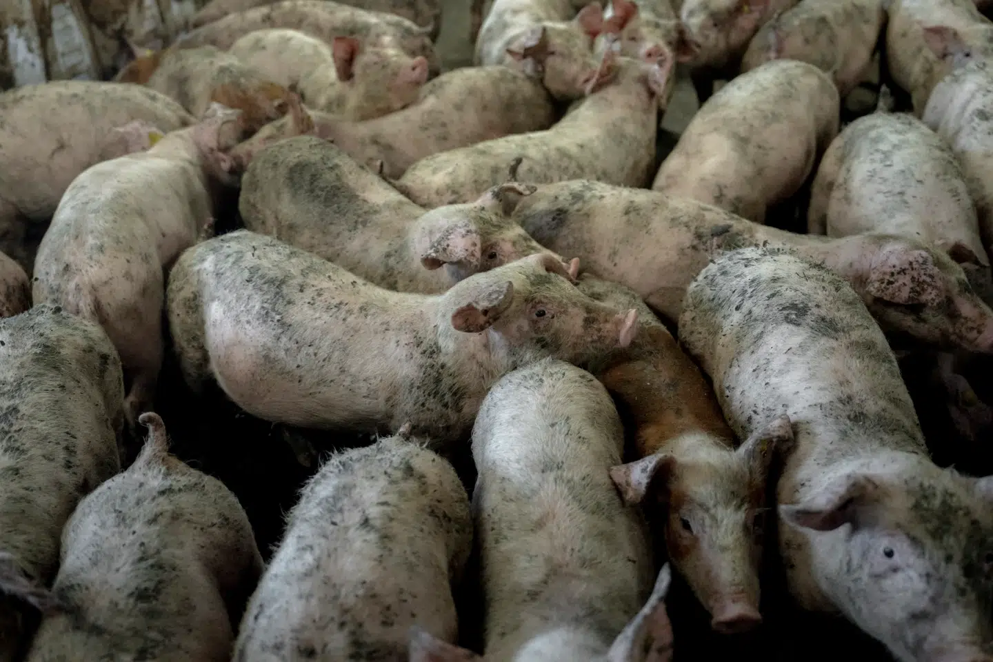 »Det er skammeligt ikke at skamme sig, når man har grund til det. Men hvis flere ikke skammer sig, gør man det ikke,« skriver Kathrine Lilleør efter TV 2s dokumentar om dansk svineproduktion.