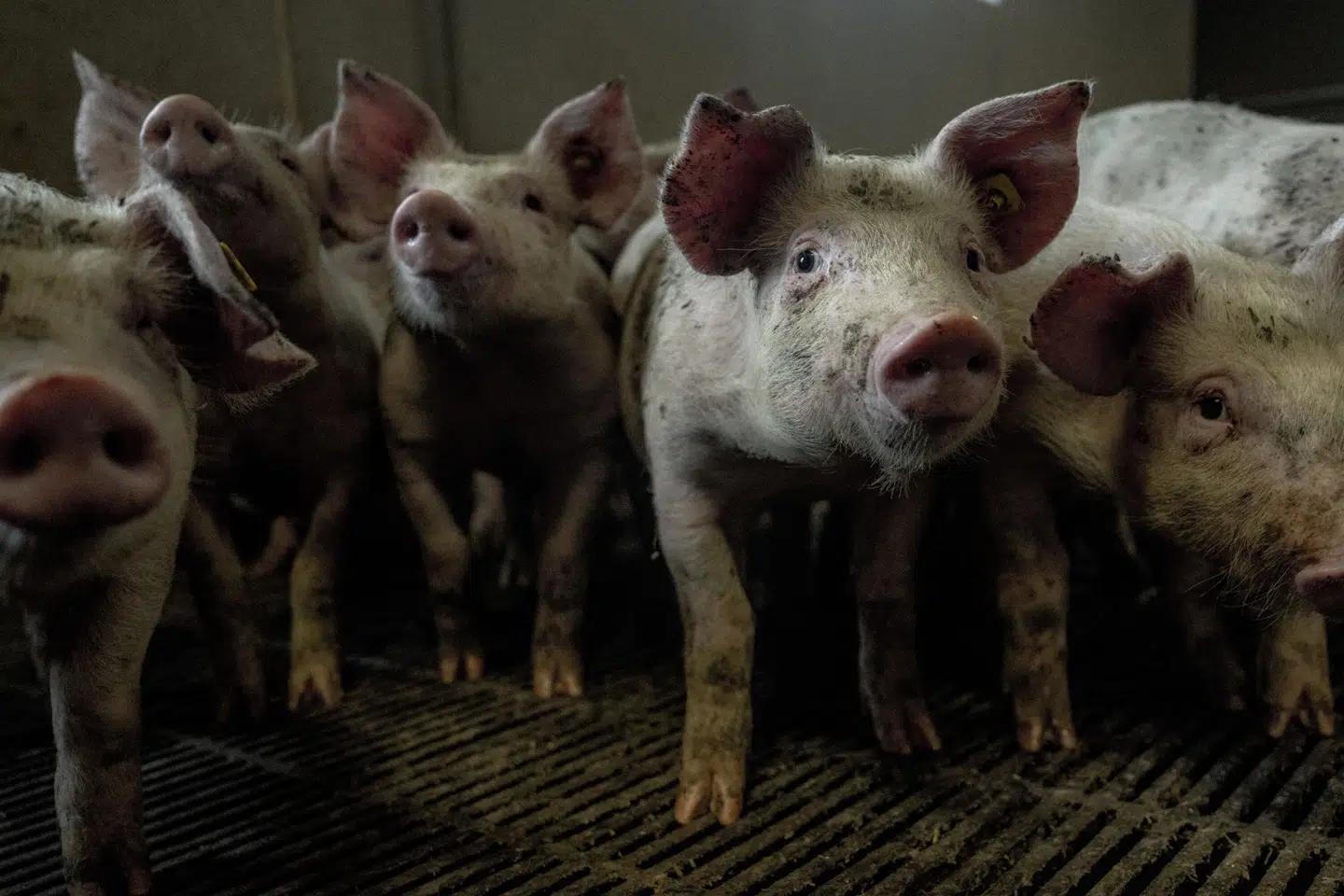 Dyreaktivister har lavet skjulte optagelser i stalde, der tilhører topaktører fra dansk landbrug. Billedet er fra en svinestald på Midtsjælland og ikke fra de omtalte stalde. (Arkivfoto).