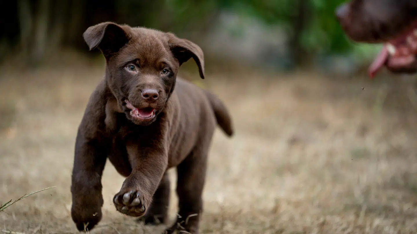 I julen bliver der serveret det ene lækre måltid efter det andet. Men det er vigtigt, at hunde ikke får lov til at smage det, advarer dyrlæge.