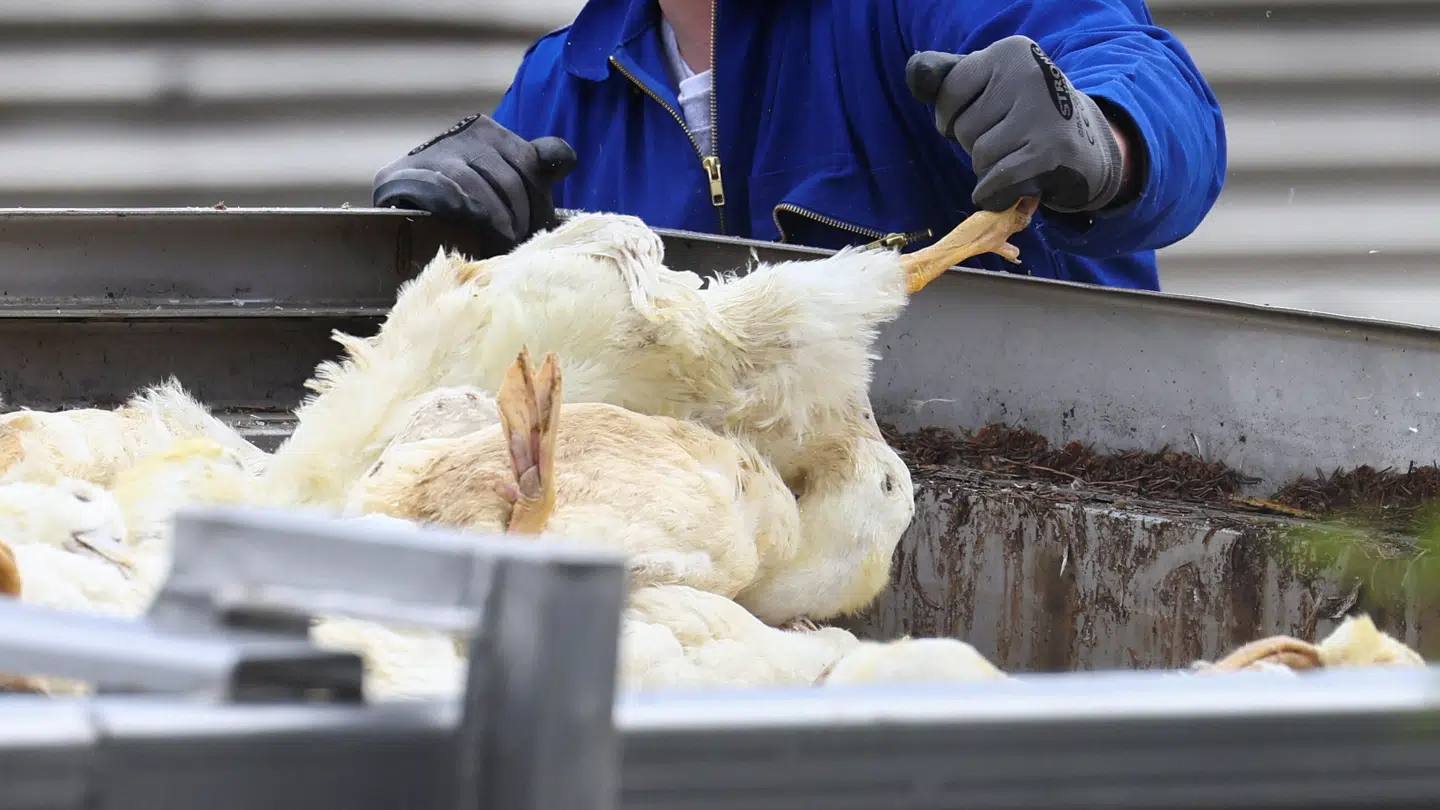 Fugleinfluenzaen har ført til aflivning af millioner af fugle i de seneste år - blandt andet i Tyskland, hvor der i oktober var et udbrud på en andefarm i byen Neuhardenberg. (Arkivfoto).