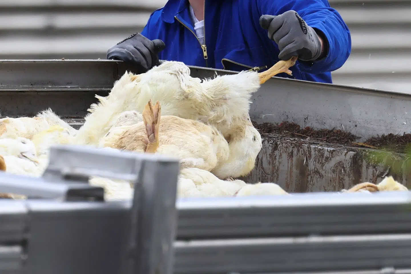 Fugleinfluenzaen har ført til aflivning af millioner af fugle i de seneste år - blandt andet i Tyskland, hvor der i oktober var et udbrud på en andefarm i byen Neuhardenberg. (Arkivfoto).
