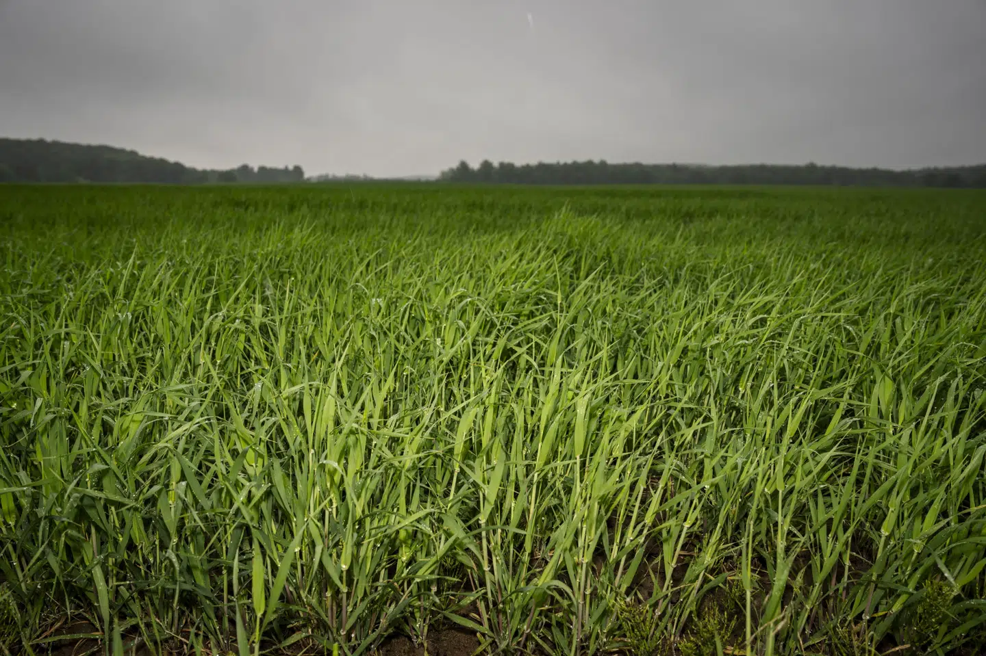 Sommermånederne i 2024 var præget af vådt vejr. Også i foråret regnede det meget, som her i maj 2024 i Herfølge på Sjælland. (Arkivfoto).