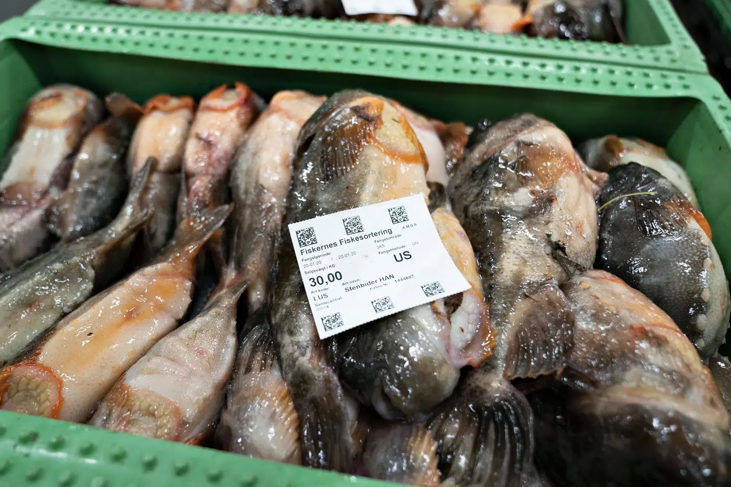 Bestanden af stenbidere som disse befinder sig på et lavt niveau trods et år med forbud mod fiskeri, lyder det fra DTU Aqua. Nu følger ministeren på området op med en forlængelse af forbuddet. (Arkivfoto).